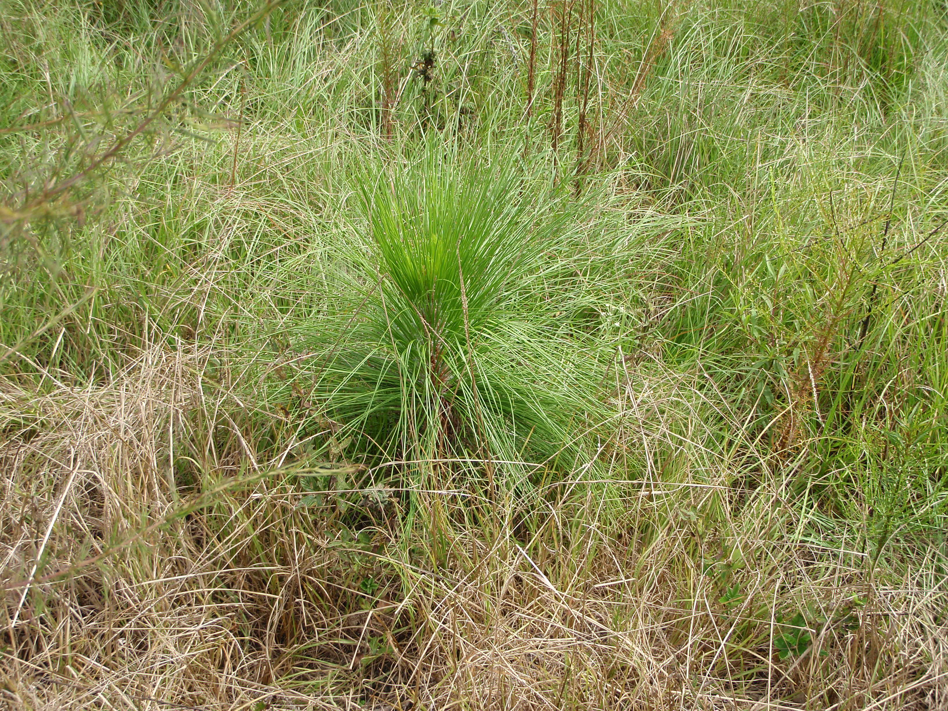 Grass stage longleaf