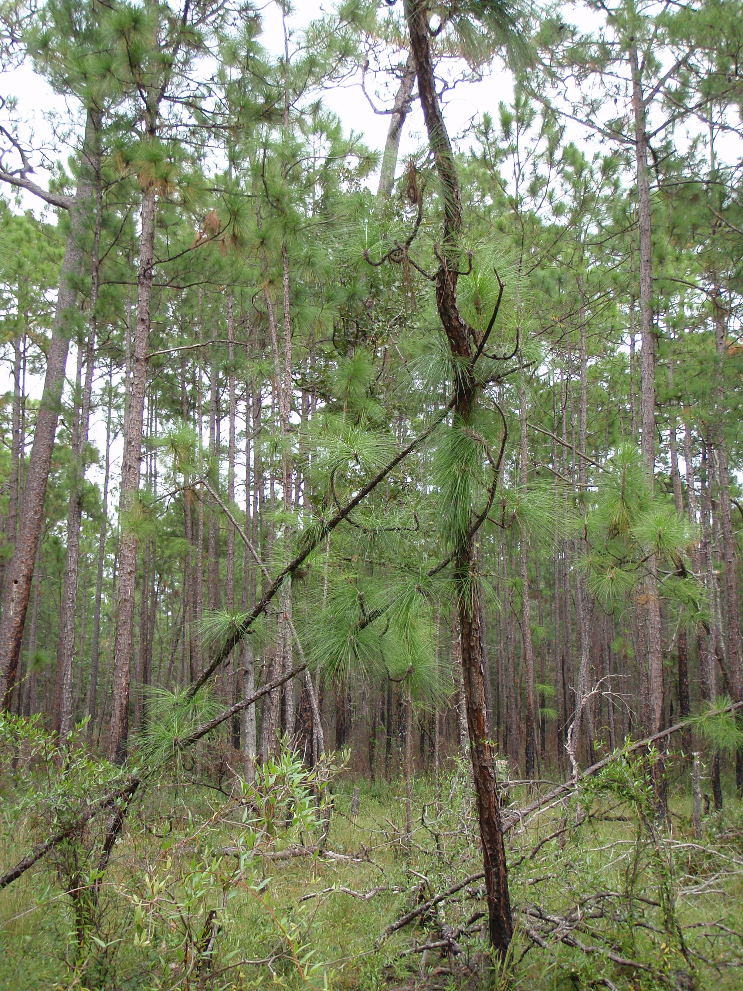 Gnarly longleaf