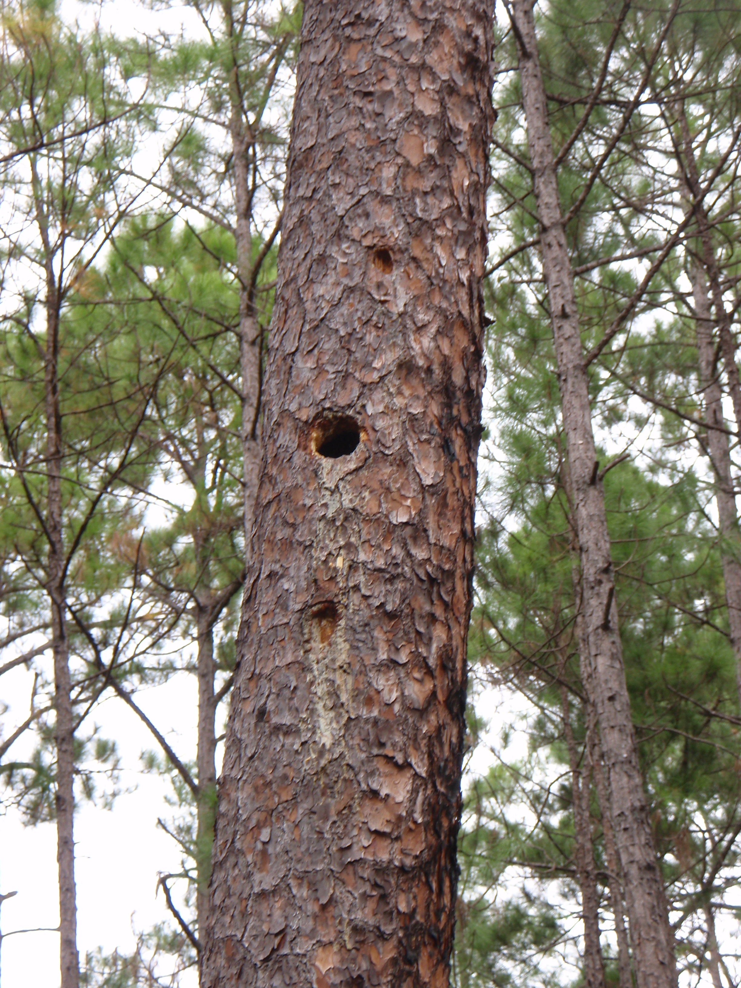 Closeup; probably red cockaded woodpecker