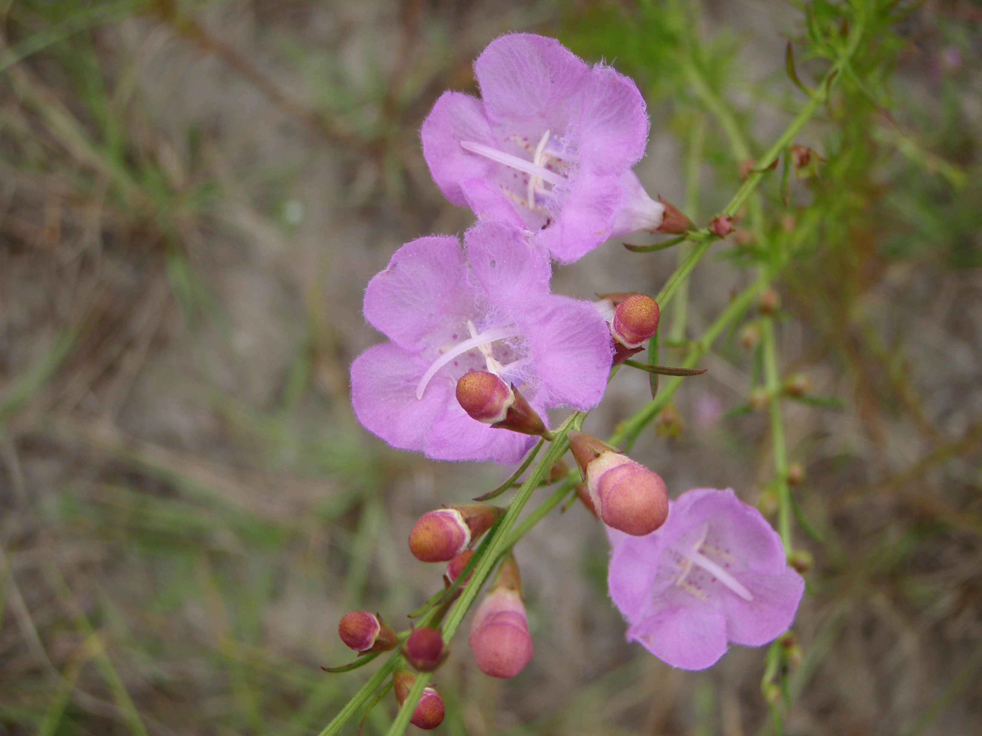 Violet flowers