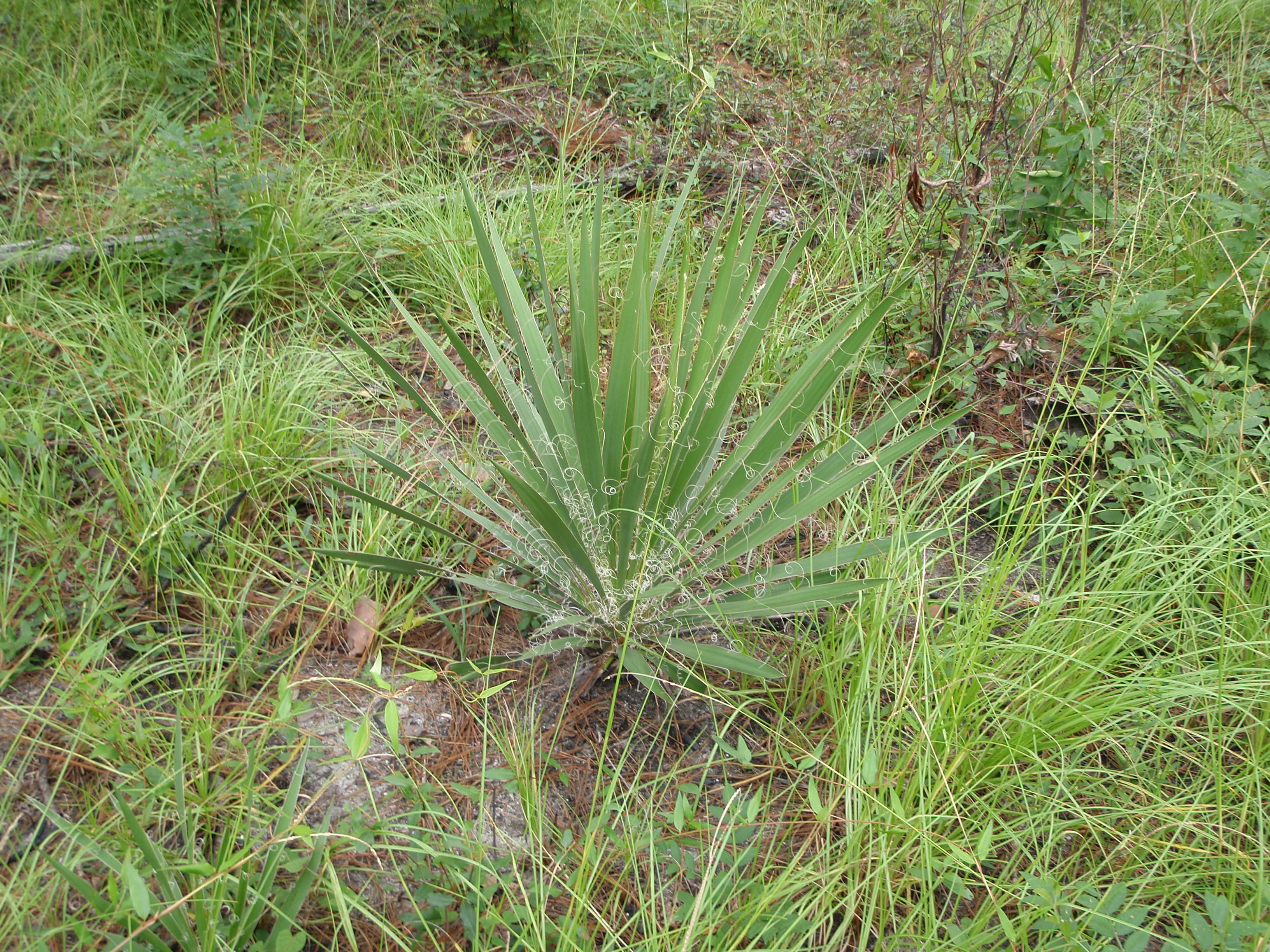 Beargrass