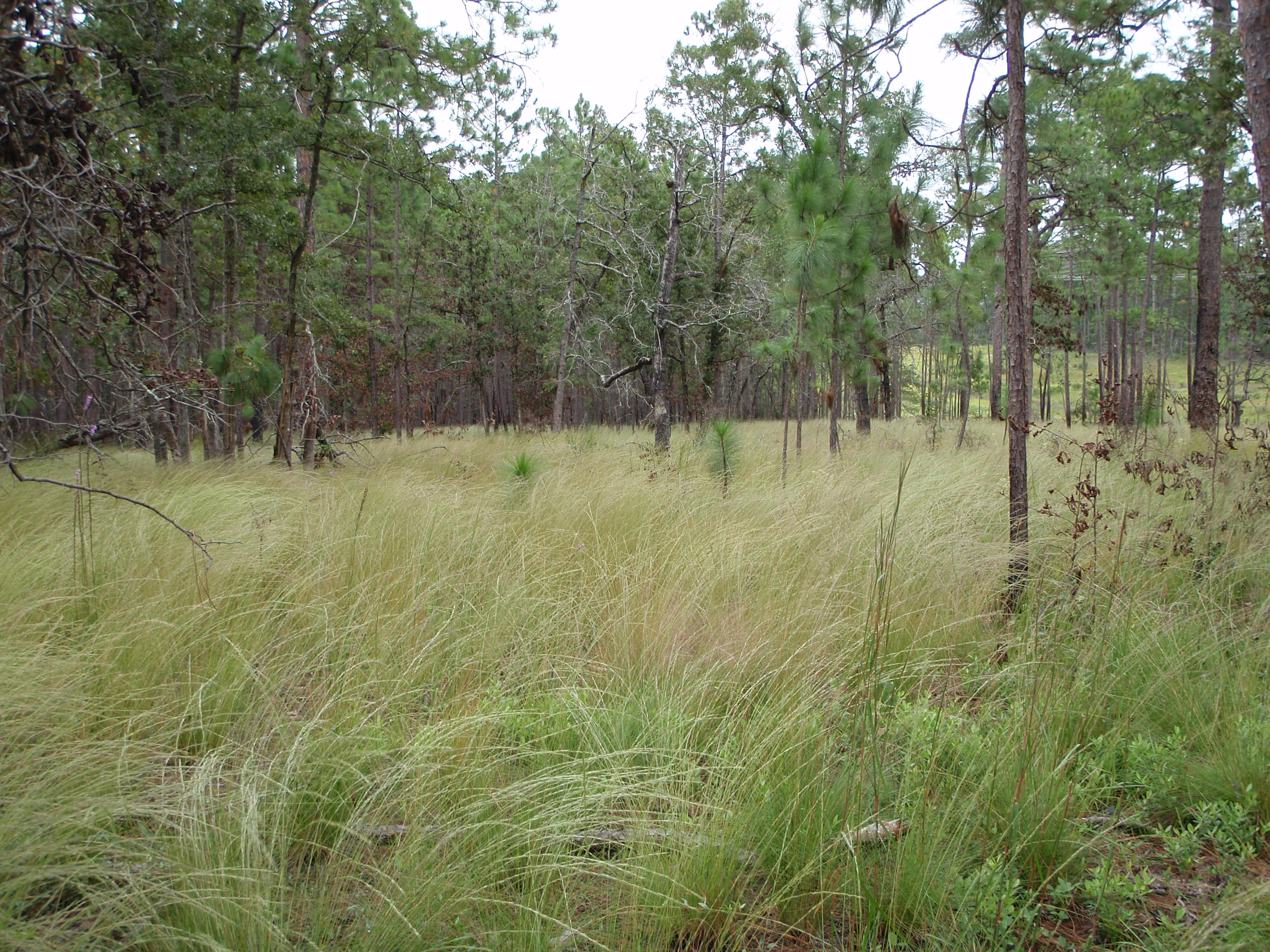 Longleaf of all sizes