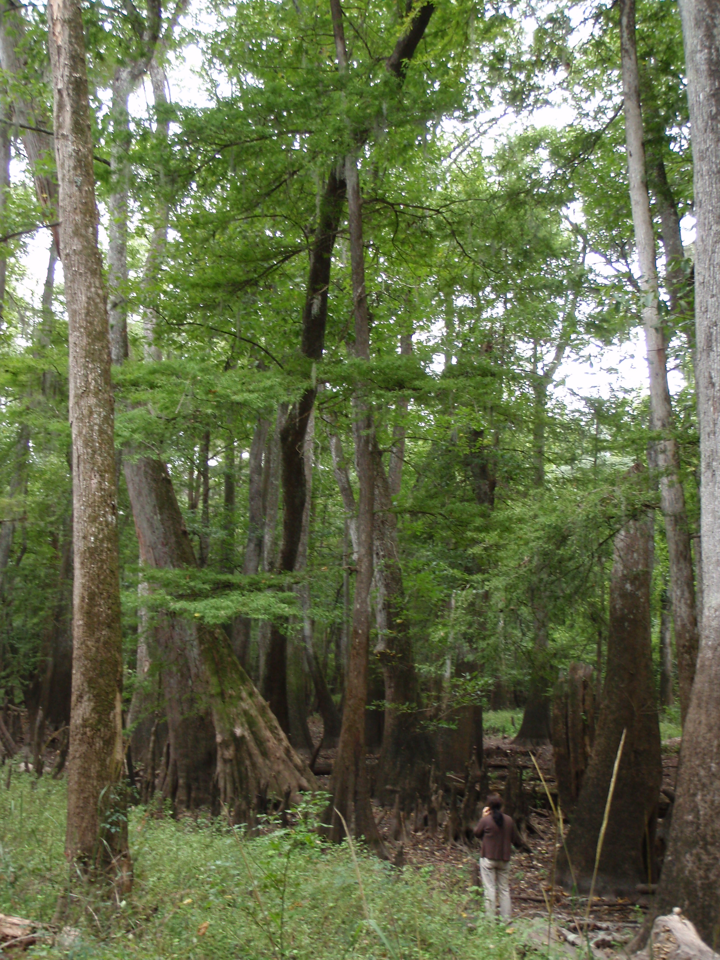 Phone reception in bottom of swamp