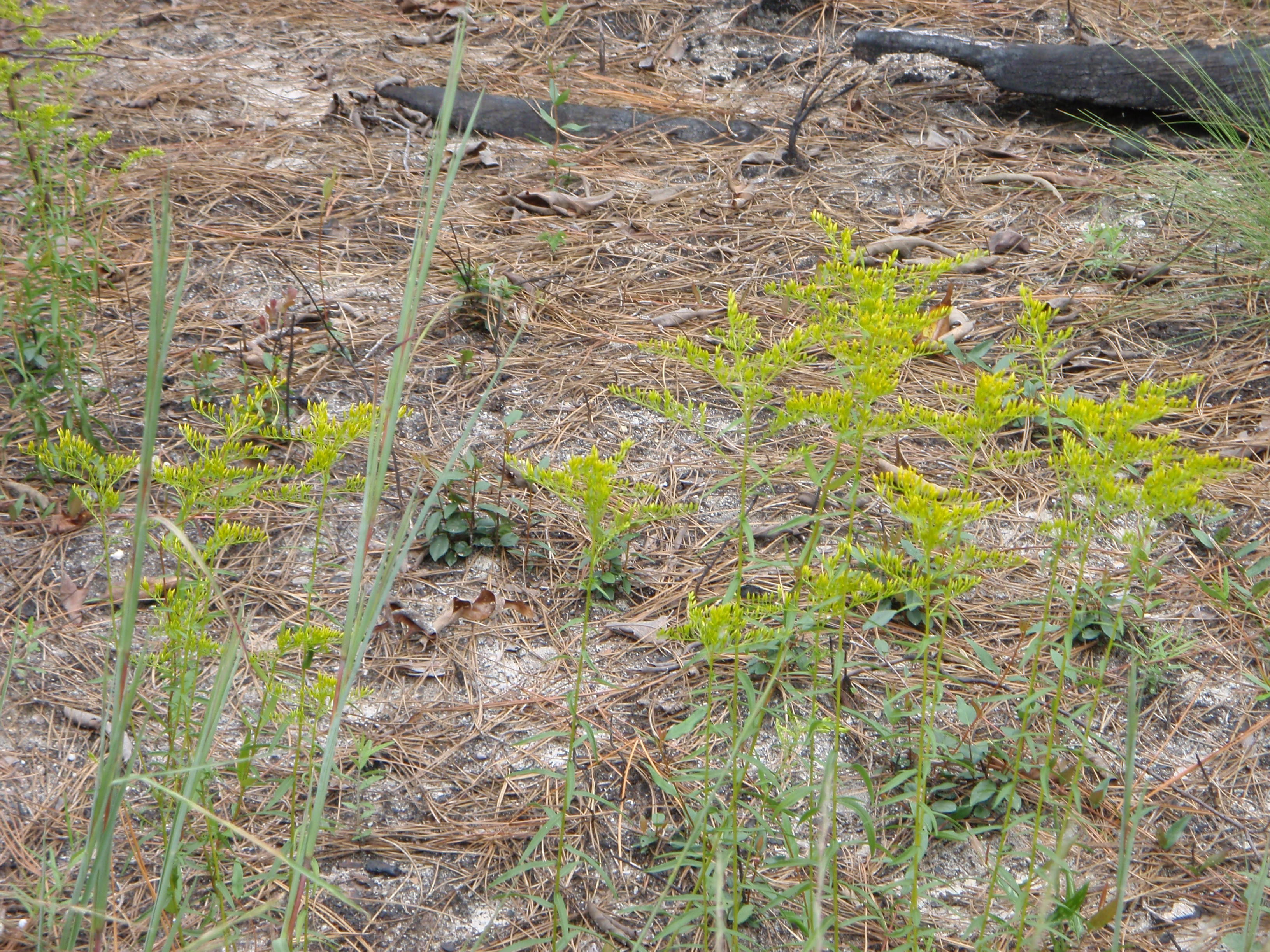 Tiny yellow flowers