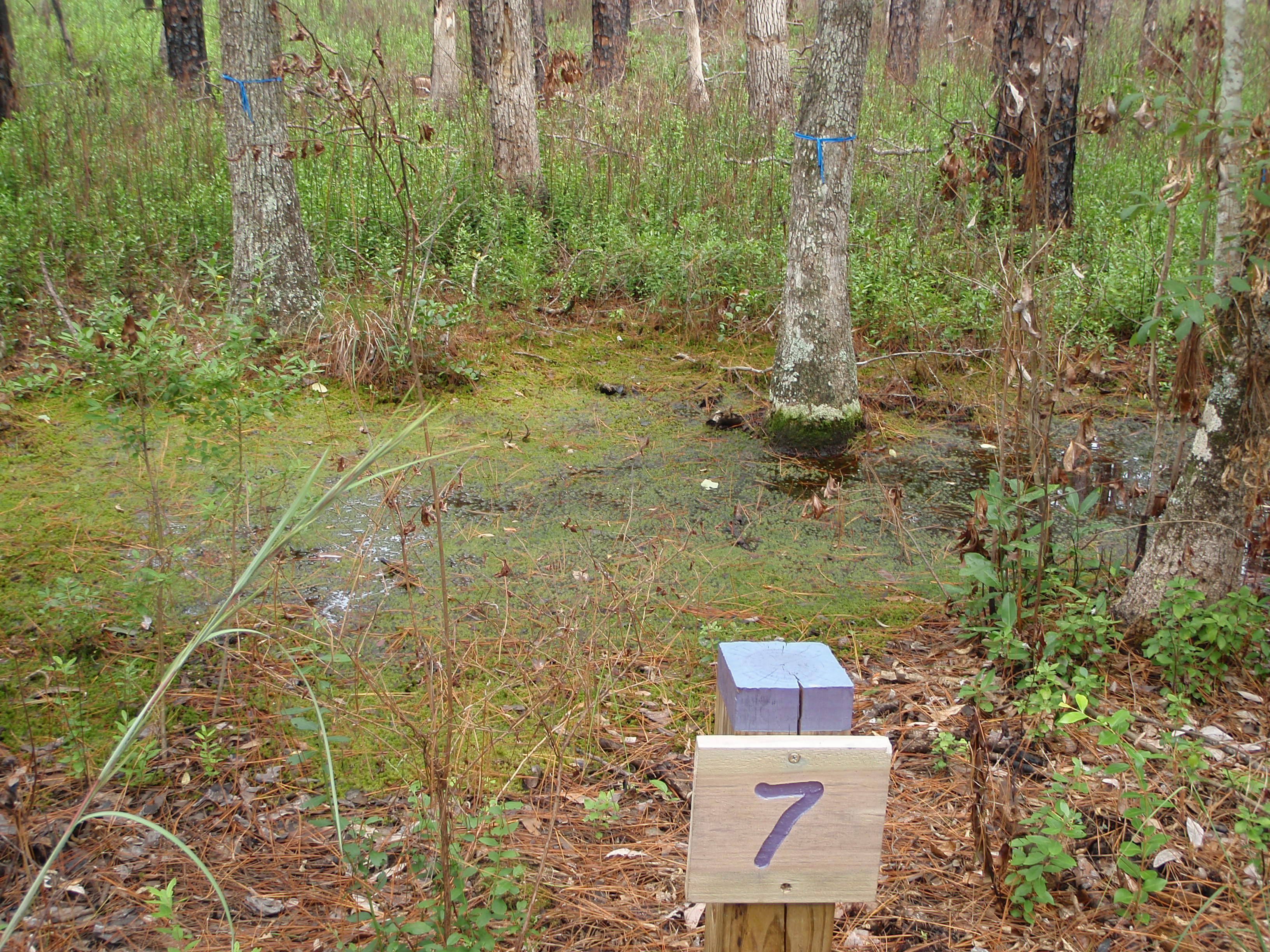 Sphagnum moss, pond scum, etc.