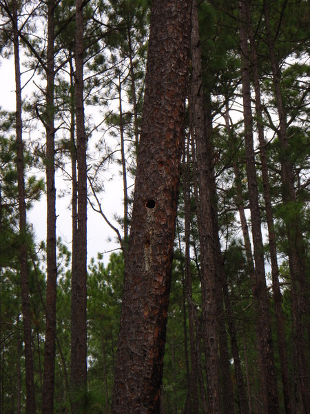 Woodpecker hole in live longleaf