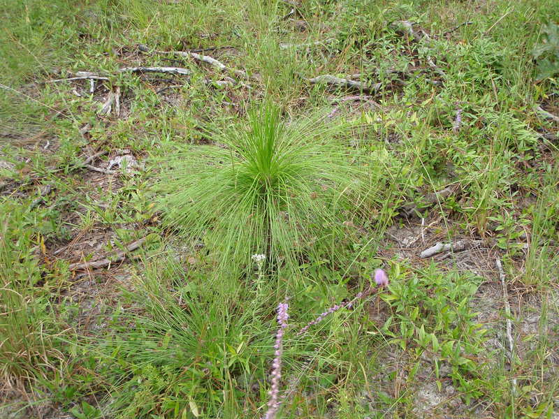 Grass stage