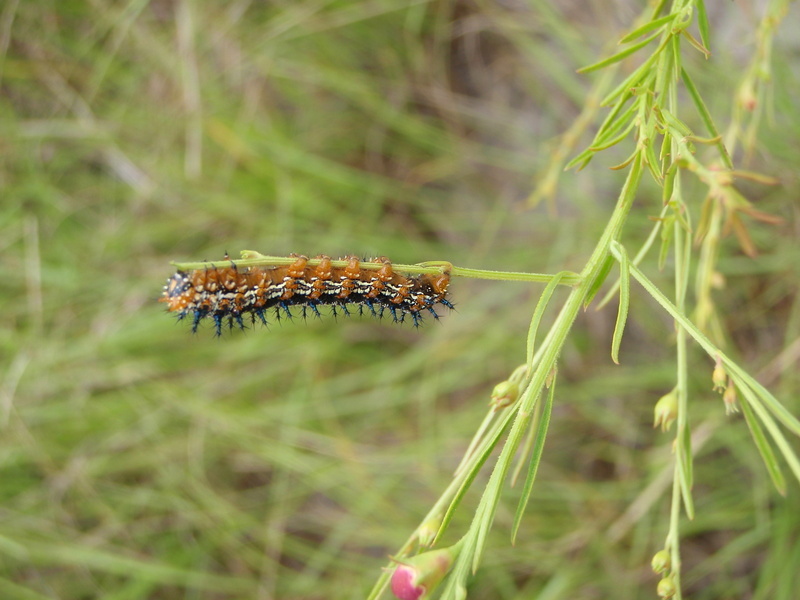 Caterpillar