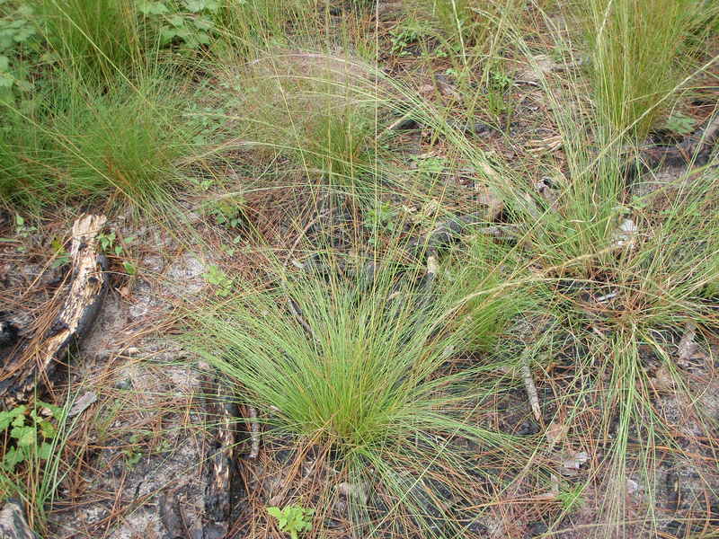 Wiregrass with seeds