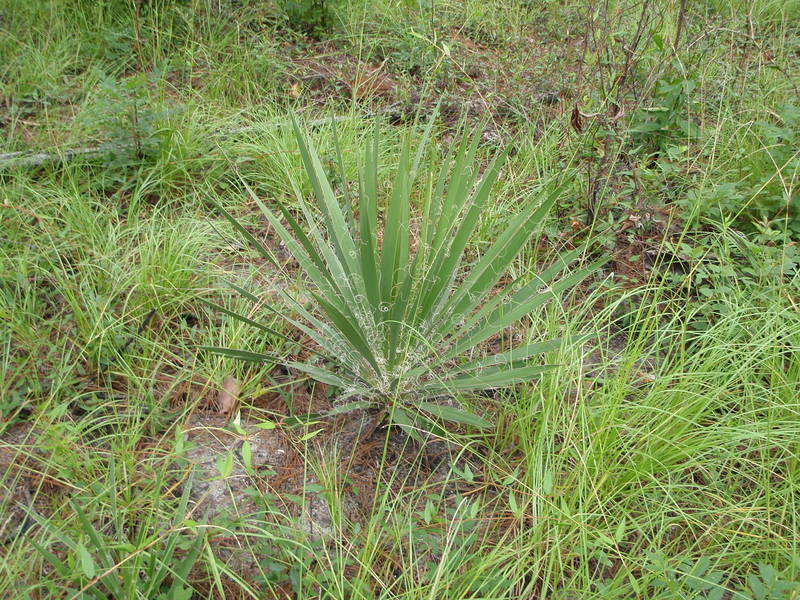 Beargrass