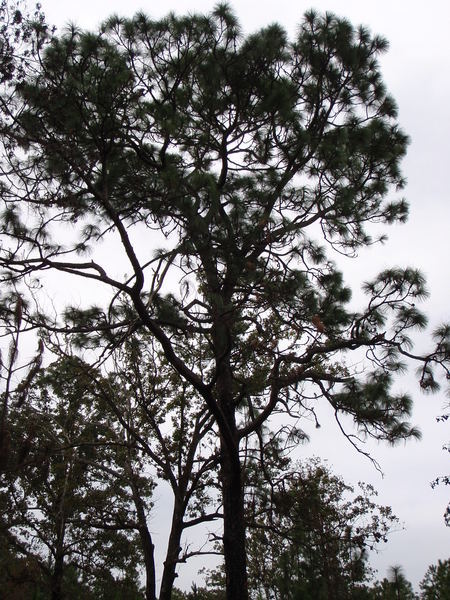 Very large longleaf