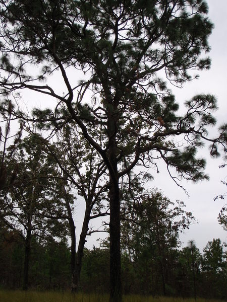 Same large longleaf