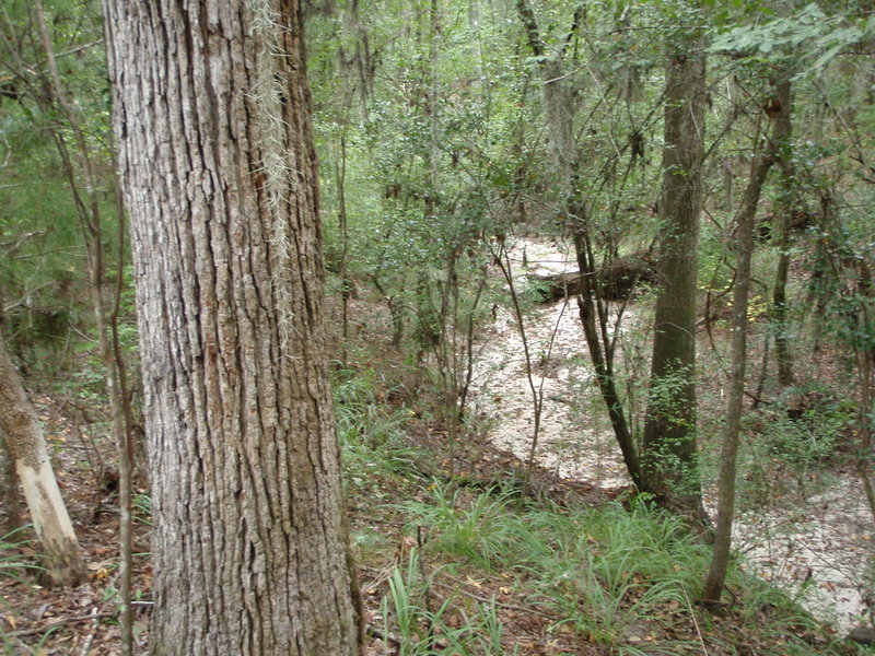 Stream with oak
