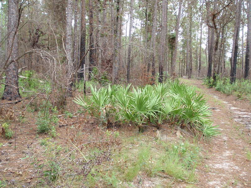 Saw palmetto