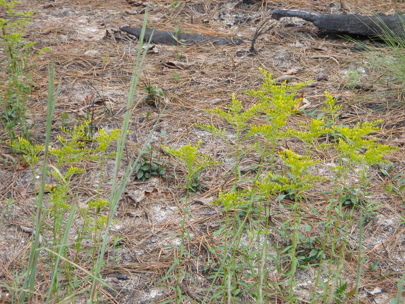 Tiny yellow flowers