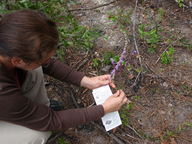 [Two different purple flowers]