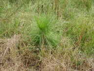 [Grass stage longleaf]