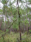 [Gnarly longleaf]