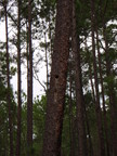 [Woodpecker hole in live longleaf]