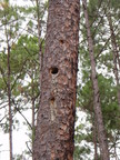 [Closeup; probably red cockaded woodpecker]