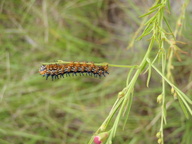 [Caterpillar]