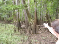 [Cypress knees]