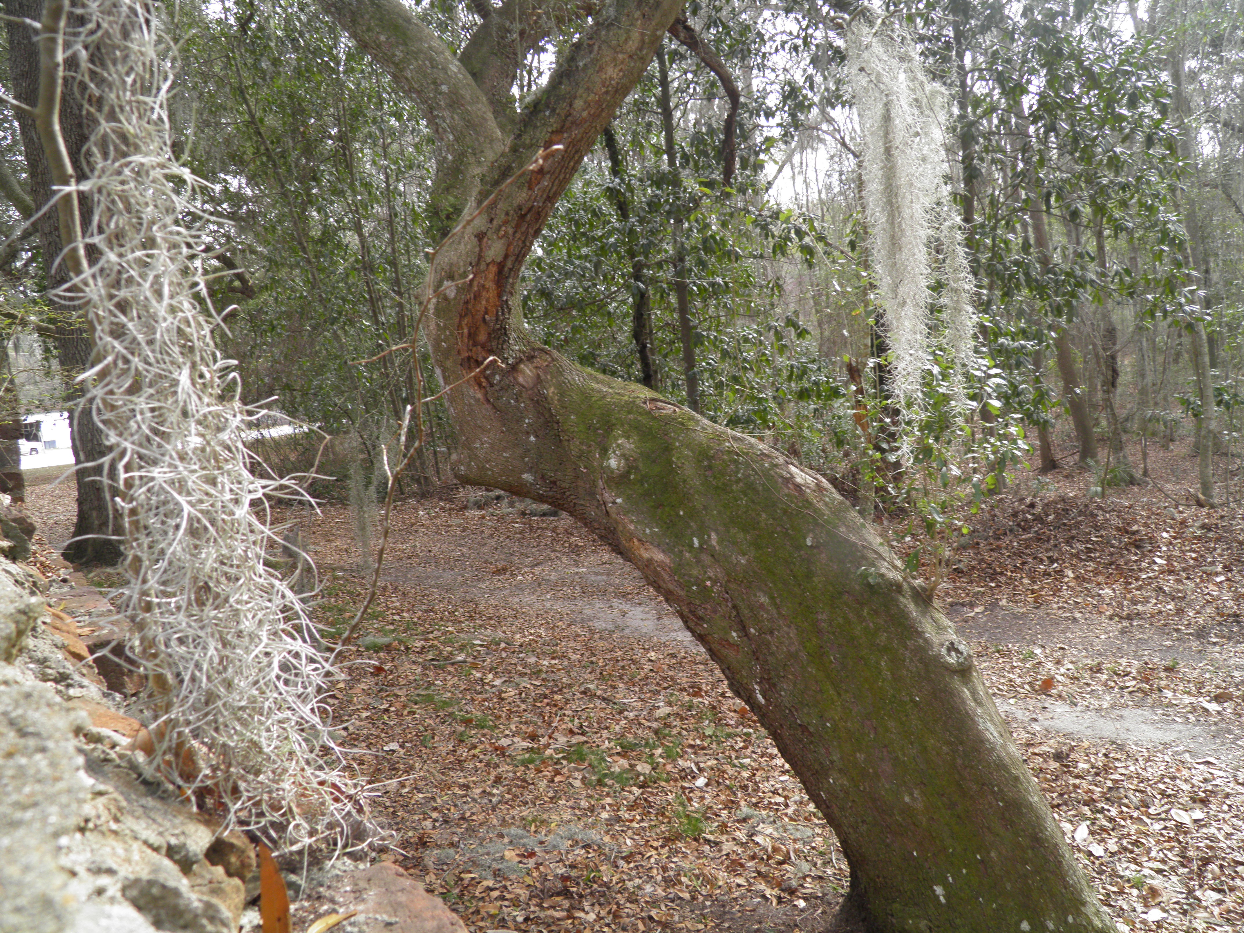 Tree out back