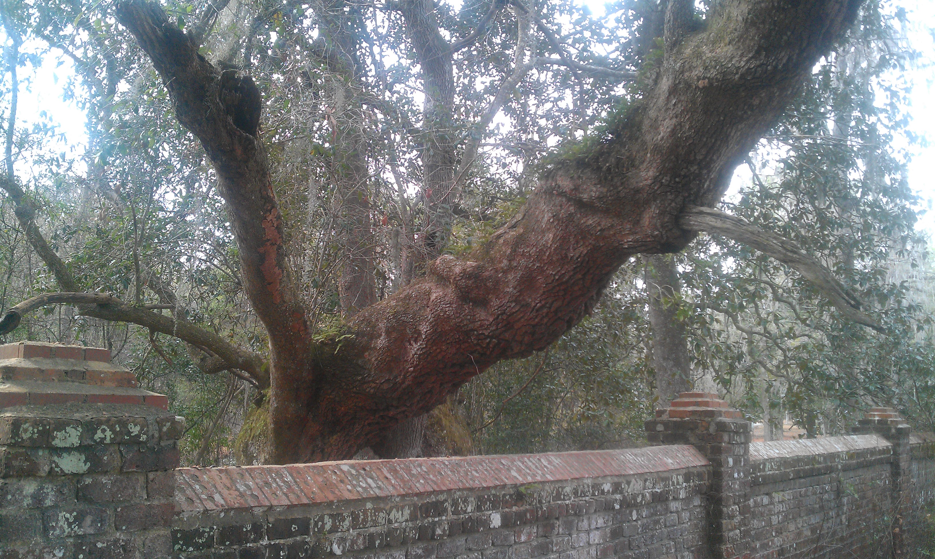 Tree and wall