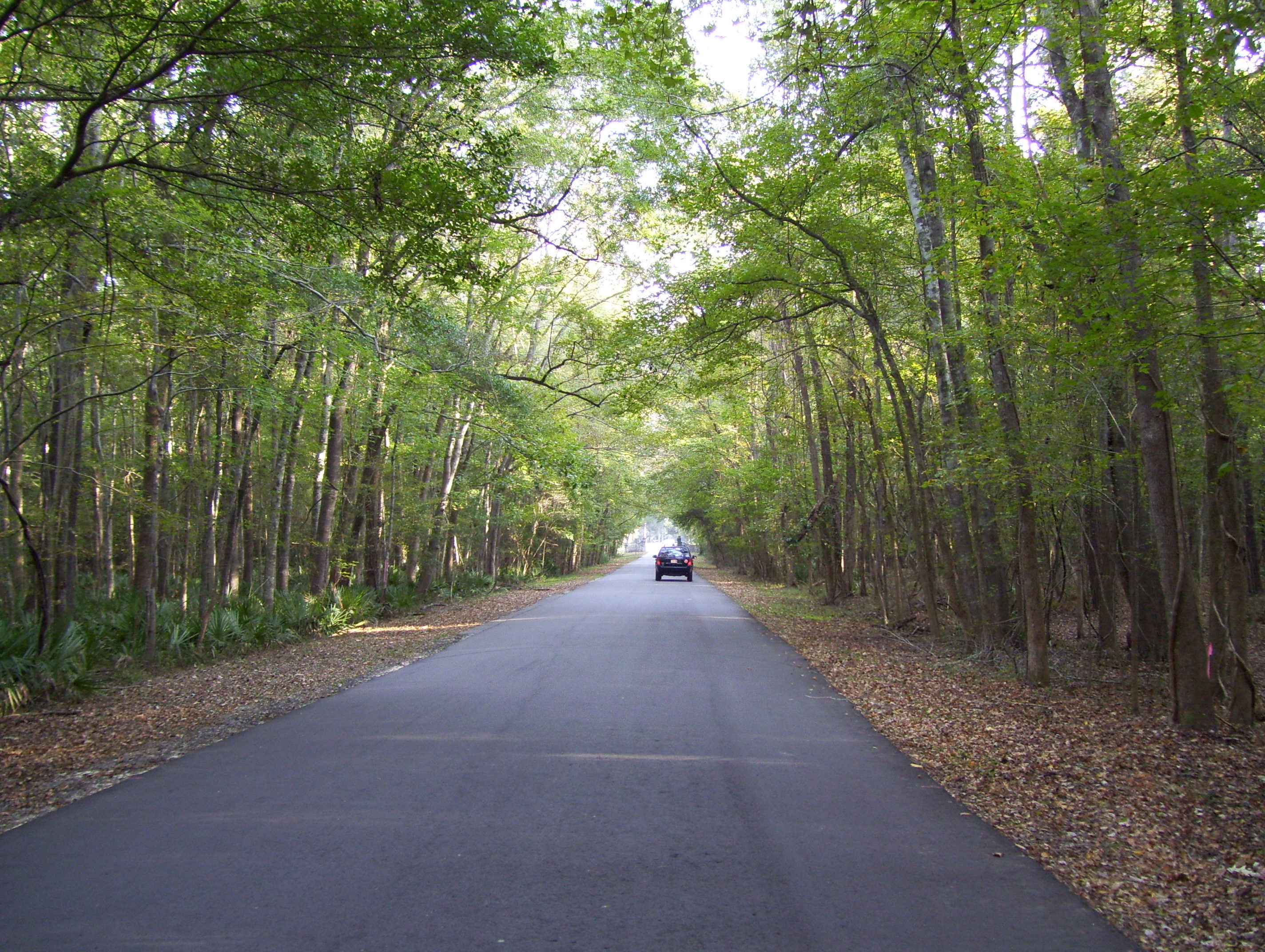 Tree Canopy