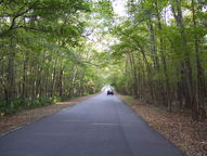 [Tree Canopy]