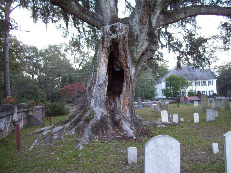 Oak tree perhaps over grave of John Quarterman Sr.