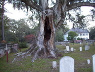 [Oak tree perhaps over grave of John Quarterman Sr.]