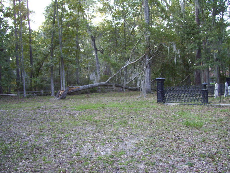 Fallen tree