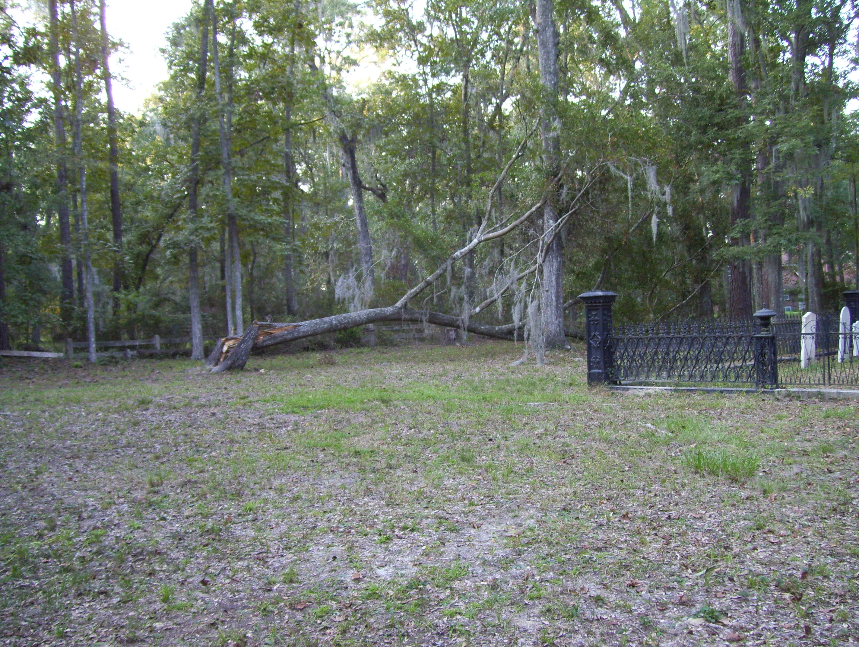 Fallen tree