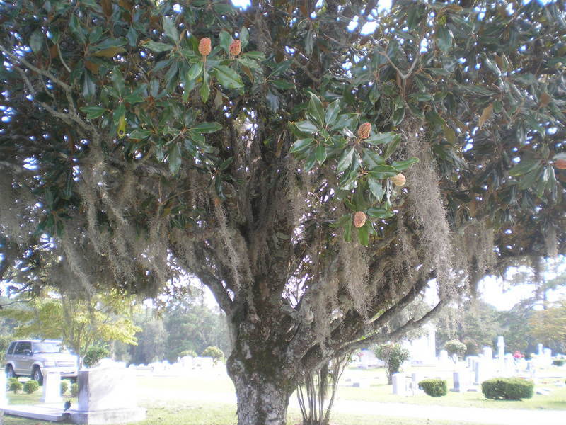 Magnolia tree