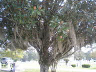 [Magnolia tree]