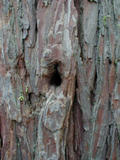 [woodpecker hole]